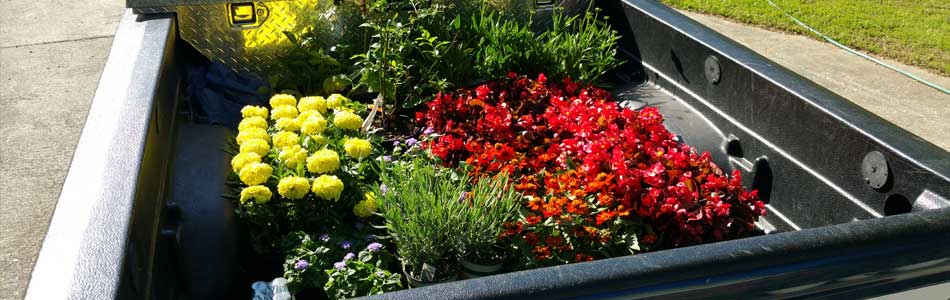 Annual flowers ready to be planted by QuickCall Services in Martinez.